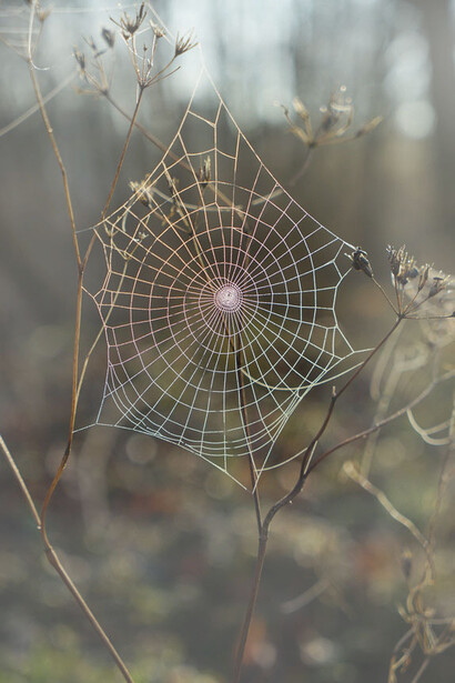 I ragni dotati di grande pazienza e determinazione
