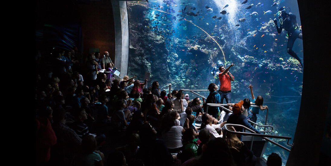 Philippine Coral Reef. Courtesy of California Academy of Sciences