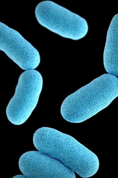 Bacilo de Klebs-Löffler («Corynebacterium diphtheriae»), bacteria grampositiva