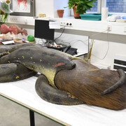 Anaconda, piece in exhibition. Courtesy of Senckenberg Naturmuseum
