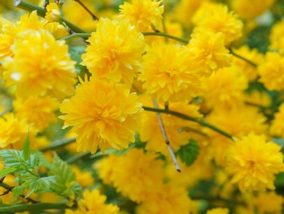 Kerria Japonica, Giardini Hanbury, Liguria, Italia