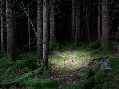 Ellie Davies ‘The Gloaming I’, 2011