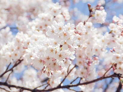 La primavera è arrivata con il suo carico di energia e fioriture