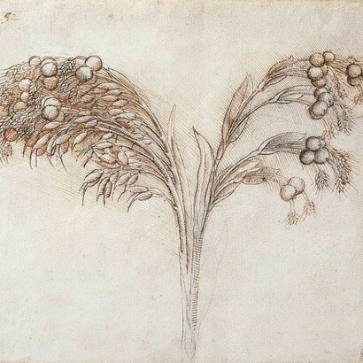 Leonardo da Vinci - Tavole botaniche