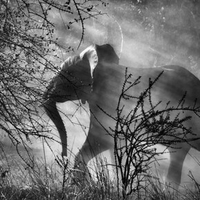 Sebastião Salgado. Courtesy of Museum für Gestaltung