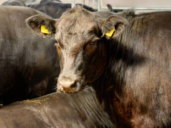 Tackling livestock’s carbon footprint: a close-up of a black cow in a barn, emphasizing the role of livestock in agricultural methane emissions