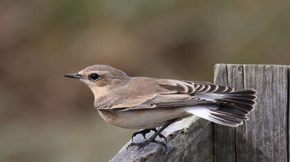 Northern Wheatear, a summer visitor to Britain