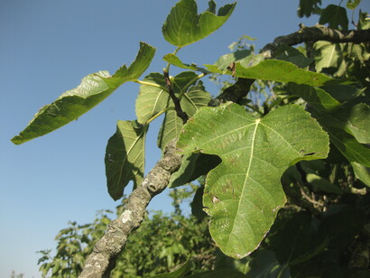 Ficus carica in ambiente mediterraneo