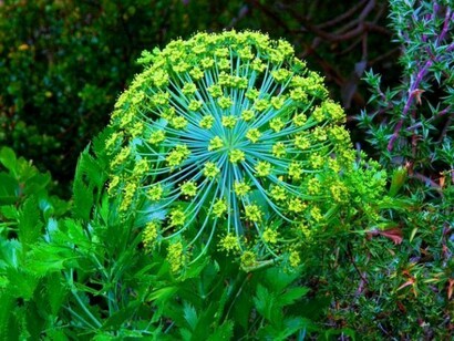 La planta de Galbanum tiene esta peculiar apariencia