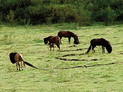 Solange Pessoa, Cavalos (detalle), 2003. Cortesía del Centro Botín 