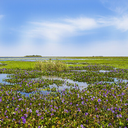 Parque Nacional Iberá, Corrientes, Argentina. Las políticas del nuevo gobierno argentino representan un enorme retroceso en materia de políticas ambientales