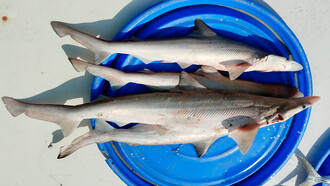 Caneja. Um belo exemplar de caneja (também conhecido como câneja ou cação-liso)