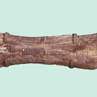 Máximo the Titanosaur. Courtesy of Field Museum