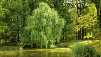 Donde todo era lugar de sauces eternos