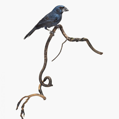 Sanna Kannisto: Cyanocompsa cyanoides, 2019.