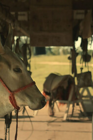My Mother is a Cow (Minha Mãe é uma Vaca), directed by Moara Passoni, Brazil, 2024, 15 minutes