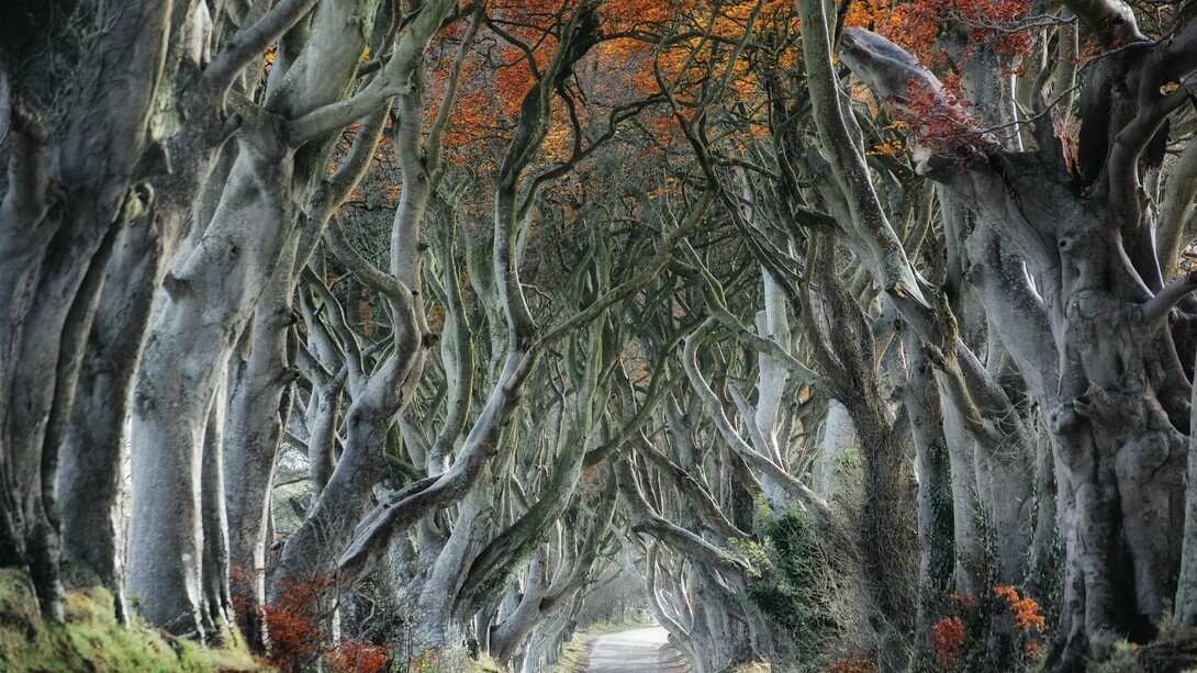 Árboles