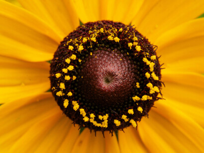 Closer look of a black-eyed-susan, also known as rudbeckia