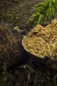 Truffle ©Scott Darbey