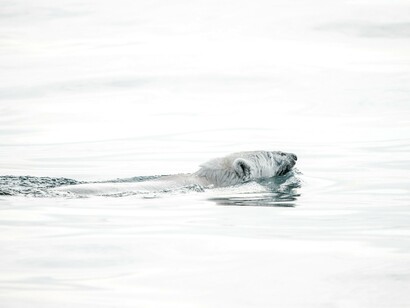 Negli anni di caldo più intenso la perdita di ghiaccio può influenzare in modo significativo il livello globale dei mari 