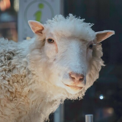 La oveja Dolly murió en 2003, debido a una enfermedad pulmonar