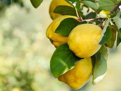 No hay membrillo como el de Murcia