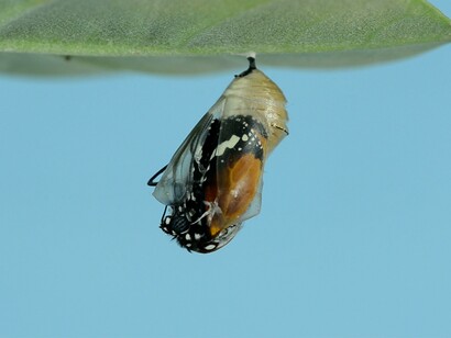 Crisálida. Da lagarta à borboleta