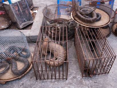 Mercato animali selvatici (pangolini e serpenti)