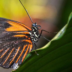 The butterfly conservatory. Courtesy of American Museum of Natural History