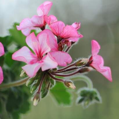 L’intensità della luce solare non comprometteva la struttura dei gerani, che si mantenevano integri