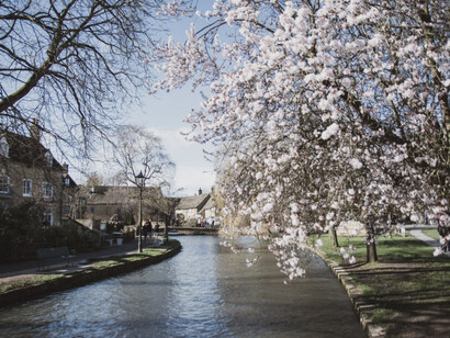 A white cherry blossom tree blooming near the river on a bright daytime in Bourton-on-the-Water, Cotswolds