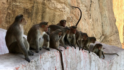 In freedom the social structure of monkeys is basically harem