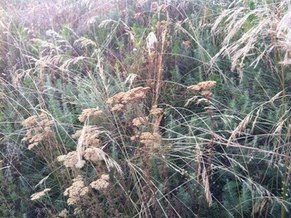 Incolto con graminacee, achillea e artemisia  
