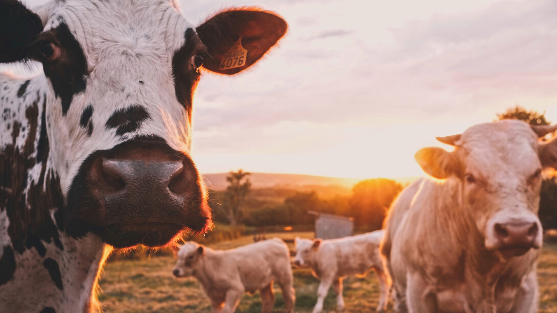 The greed to minimize farming production expenses has dehumanised animal farming