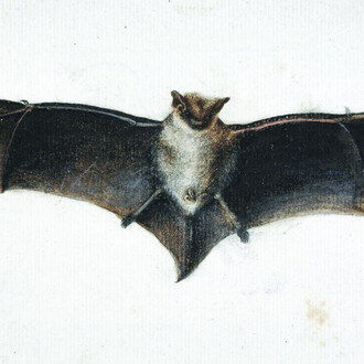 Zahari Zograph, Study of a bat, ca. 1839. Courtesy of National Gallery