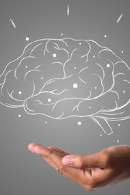 The human hand extends below the brain