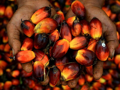 El aceite de palma no solo está acabando con la biodiversidad de Indonesia: ya nadie duda de que se trata de un producto de riesgo para la salud del consumidor