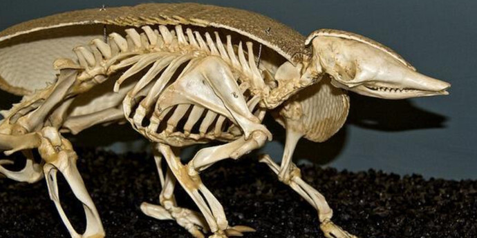 What is a Skeleton? Courtesy of Museum of Osteology