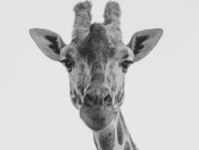 Le giraffe hanno complesse strutture sociali paragonabili a quelle di altre specie di mammiferi