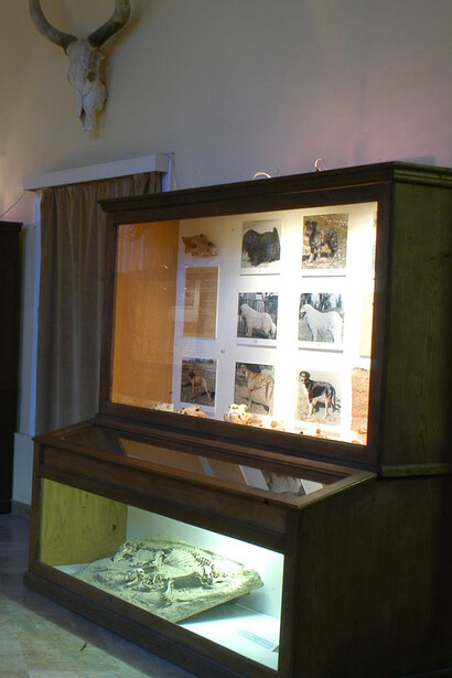 The development of domestic animals. Courtesy of Museum and Library of Hungarian Agriculture