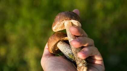 Una mano tiene due funghi appena raccolti, con un cappello marrone scuro e gambo chiaro, sullo sfondo di un prato verde