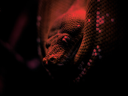 Los dragones han sido símbolos del mal por ser reptiles, y del bien con sus alas en Asia y Europa, o plumas en América