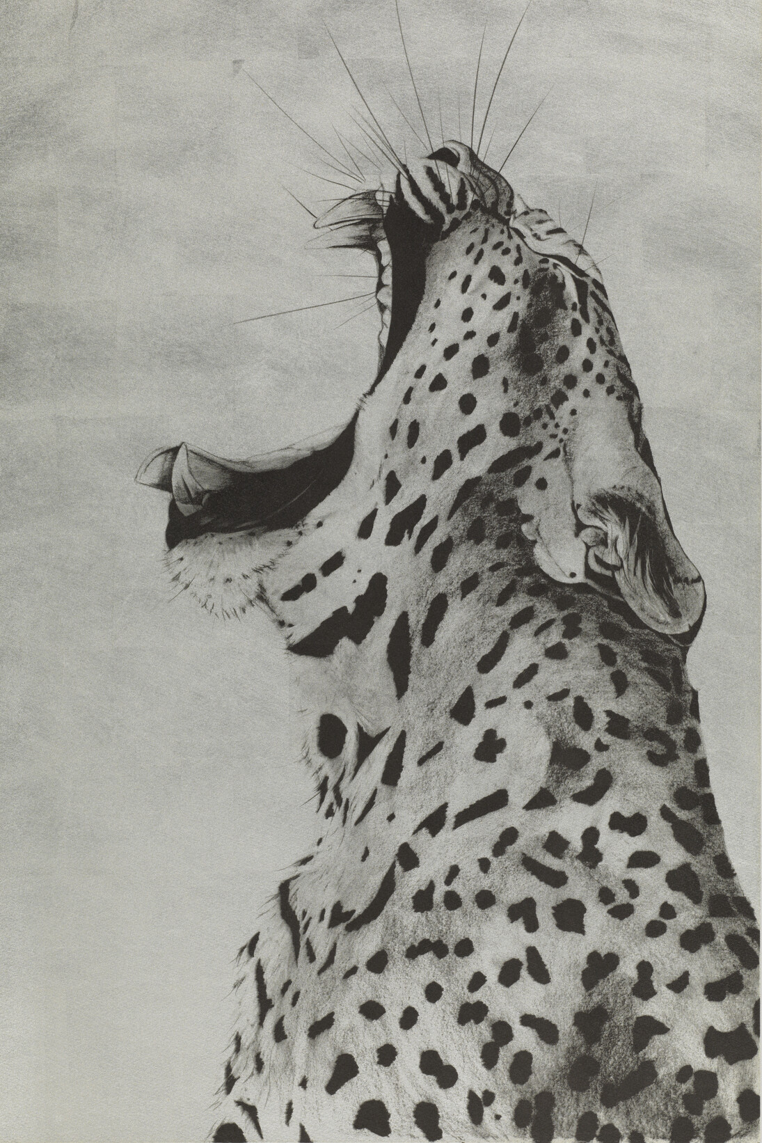 Leopard Sound on 12ct Gold Leaf, hand printed silk screen, 67x97cm 