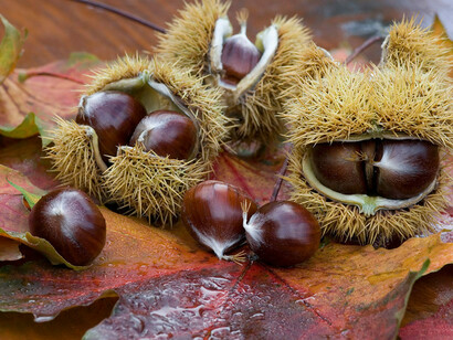 Le castagne di Montenars, Udine