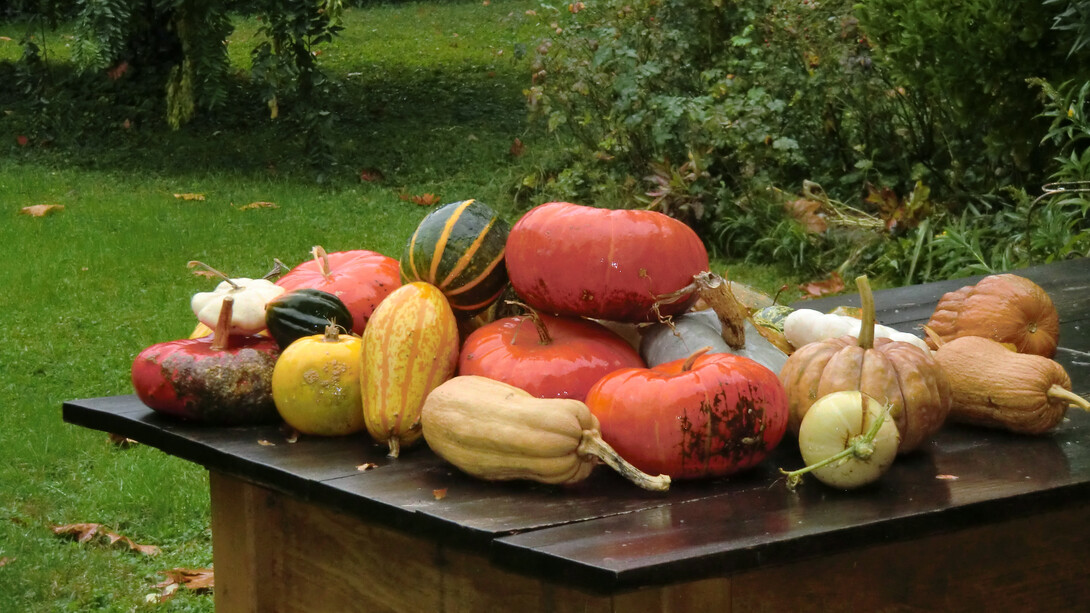 Biodiversità di zucche
