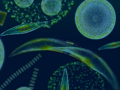 Vista microscópica del fitoplancton. La tasa de crecimiento del fitoplancton en el océano Ártico ha aumentado un 57% entre 1998 y 2018