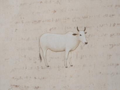 Buck, Jethro White Cow. Courtesy of Crane Kalman Gallery