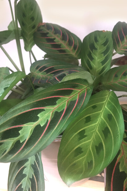 Maranta leuconeura 'Tricolor'