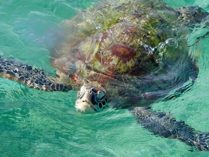 Una tartaruga marina