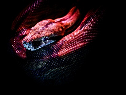 An earth serpent caressing its skin waiting to pounce